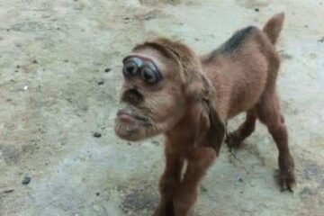 Goat born with 'head of a monkey' in Egypt