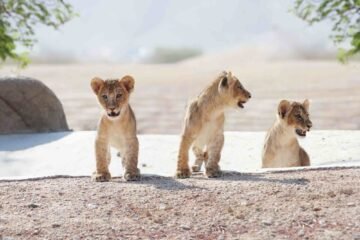 Have dinner with the lions at Al Ain Zoo