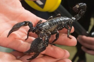 Plague of scorpions kills three and injured hundreds after wild storm in Egypt