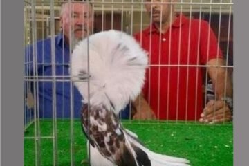 The 'most beautiful pigeon' in Saudi Arabia sells for AED54,000